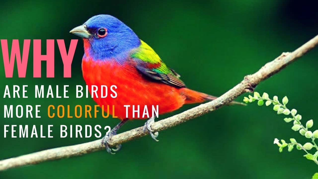 Why Are Male Birds More Colorful Than Female Birds?