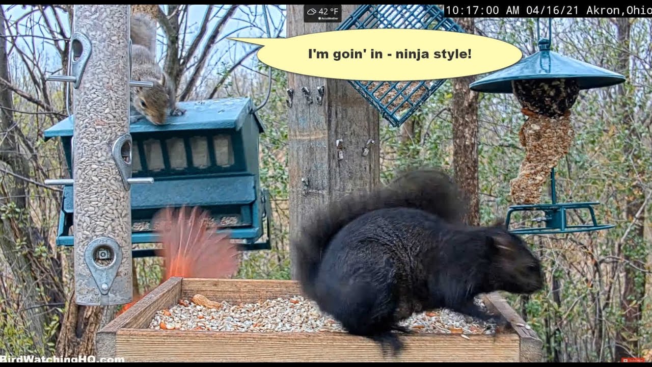 Black Squirrel vs Grey Squirrel at BWHQ