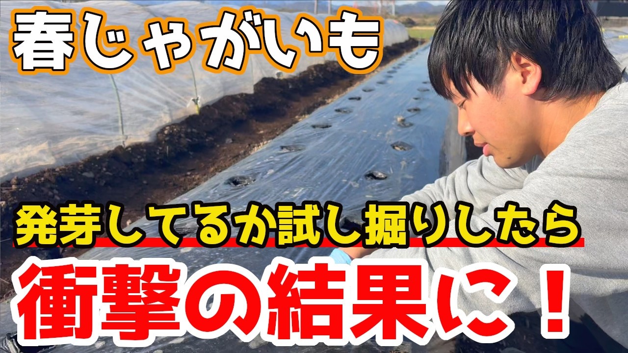 【春じゃがいも】2月に植えたものを試し掘りしてみたらまさかの結果がでました！【家庭菜園】
