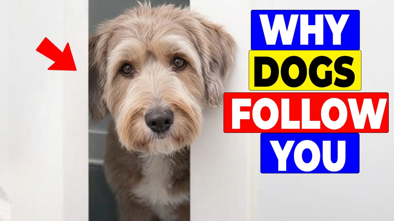 If Your Dog Follows You Everywhere, It Means THIS