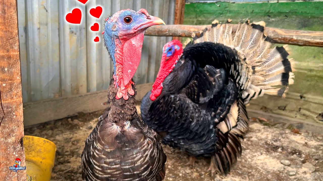 Unimos al Pavo con la Pava 🦃 Separando a los Pavitos de su Mamá!