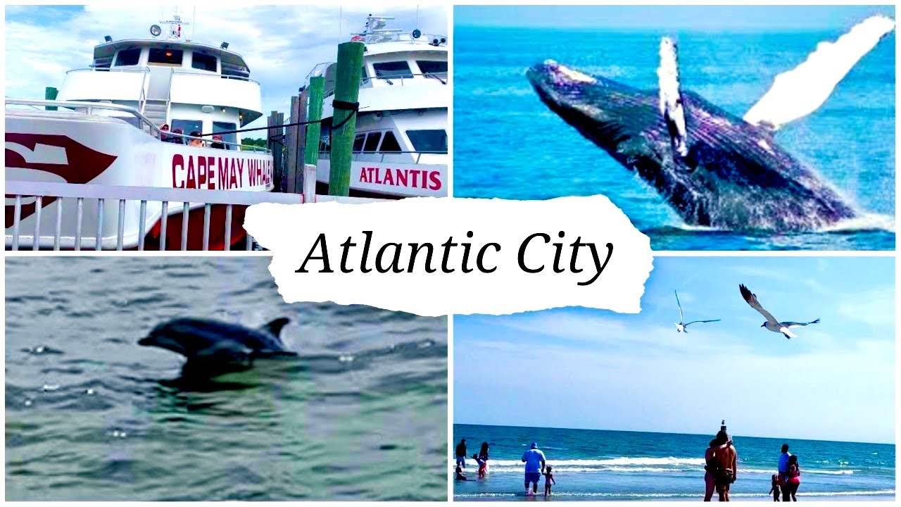Cape May Whale Watcher 🐳 Dolphins 🐬 Atlantic City _ Atlantic Beach In New Jersey Tamil Vlog In USA