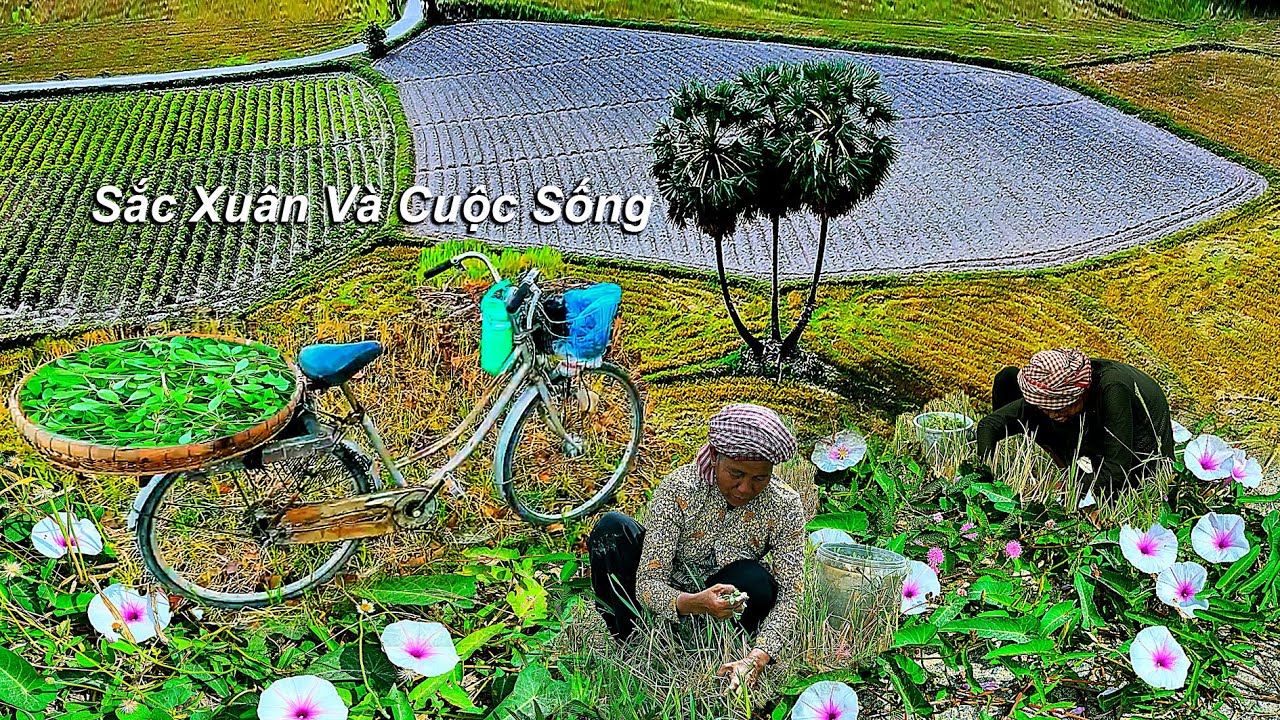 Sắc Xuân Và Cuộc Sống  Người Khmer Miền Núi Lặng Lẽ Mưu Sinh Trên Những Thửa Ruộng