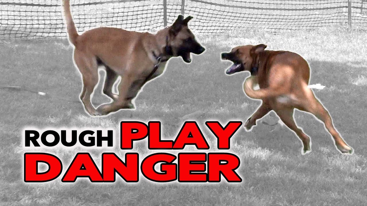 Dog PLAYING ROUGH can be DANGEROUS - Dog Training Video