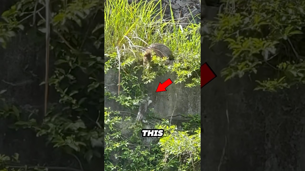 Kitten falls down a cliff and mother cat risks her life to save him ❤️