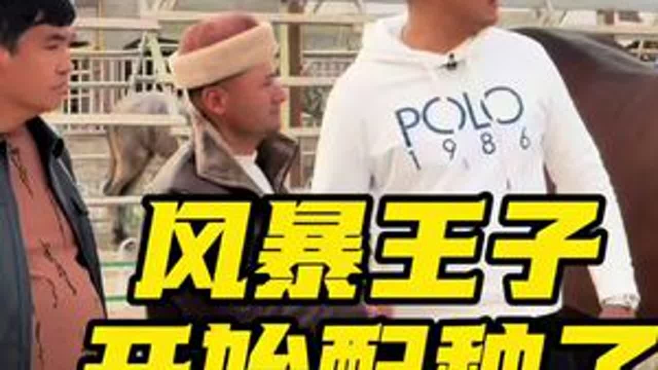 新疆和田县巧格兰马业种公马风暴王子开始配种了 #马 #种公马#走马#巧格兰马业#风暴王子