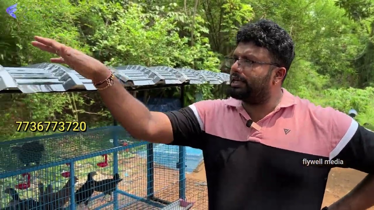 20 നാടൻ കോഴിയും കൂടും കേരളത്തിലെ ഏറ്റവും വലിയ ഓഫറിൽ