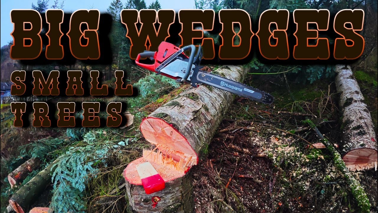 Tall Firs Leaning Towards Building | Felling With Husqvarna 572 XP