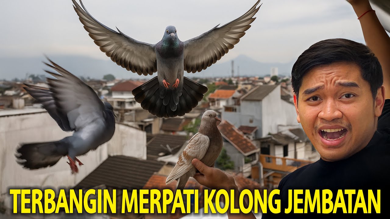 SAATNYA NERBANGIN MERPATI AKU YANG BARU DI BELI DI KOLONG JEMBATAN!