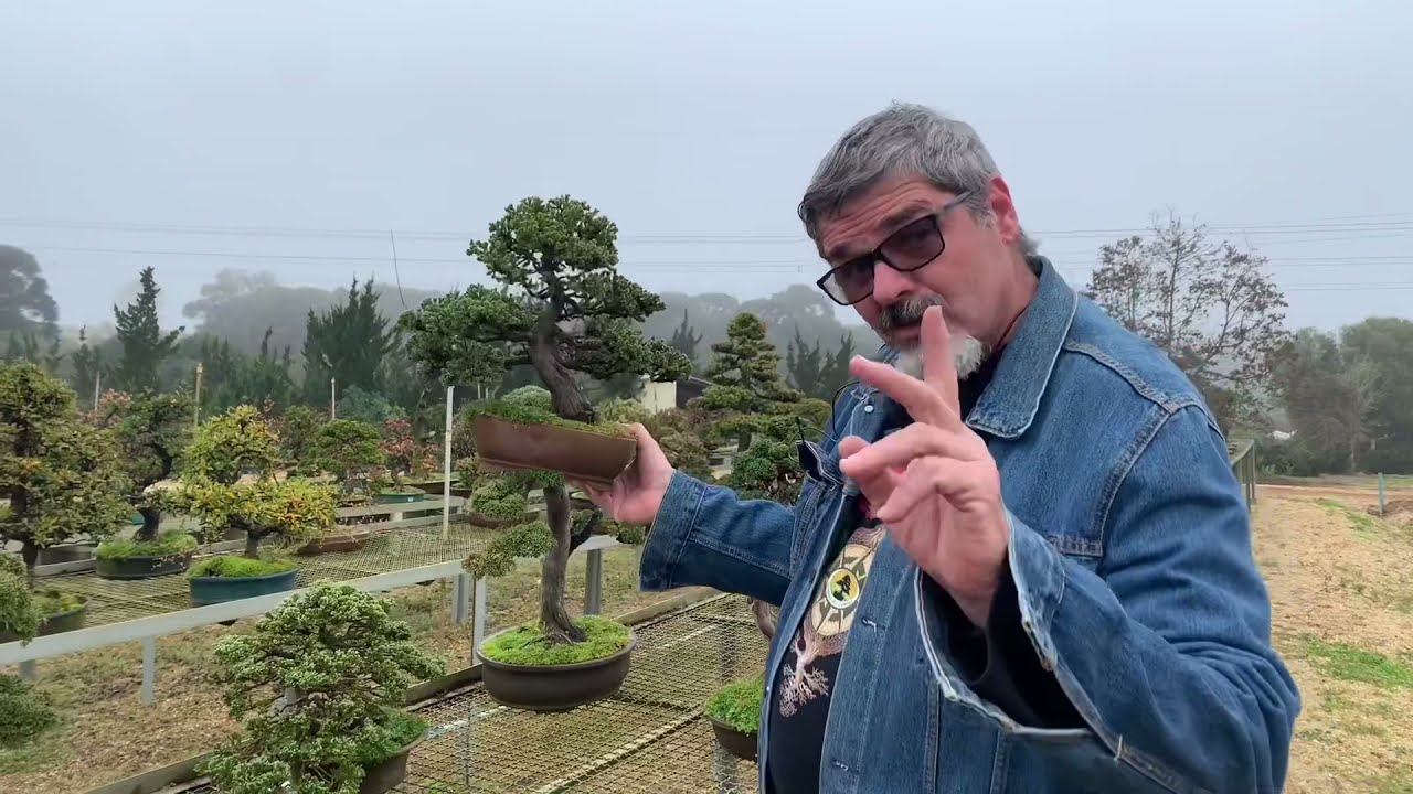 Carlos Tramujas e seus Bonsai