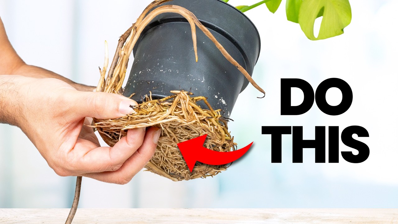 10 MUST DO Plant Tasks in September