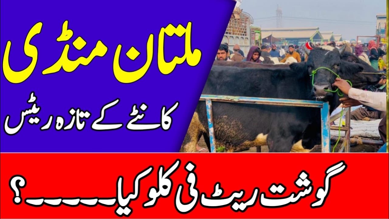 Multan Cow Mandi Latest Updates ❤️‍🔥🔥Kante Py Khareedari 💥 | Universal Topics