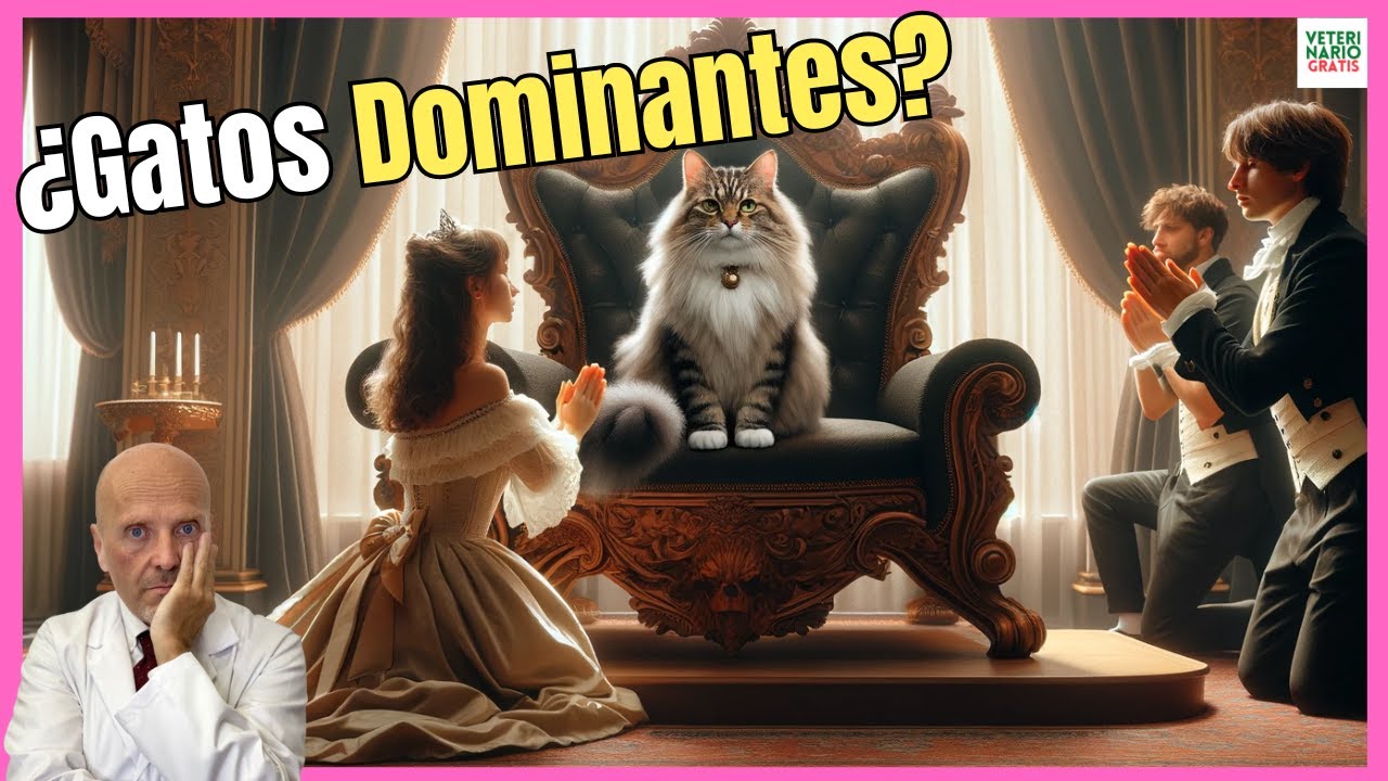 🔴 GATOS DOMINANTES: DEFINICIÓN COMPORTAMIENTO Y QUE HACER CON ELLOS 🔴