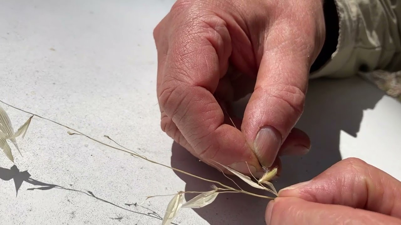 identify the parts of wild oats