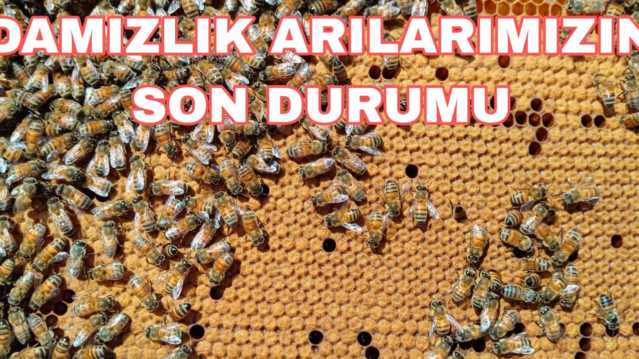 EN İYİ DAMIZLIK ARI SEÇİMİ ( Ana Arısını Kendi Üretmek İsteyenler İçin) MUHTEŞEM ANALAR