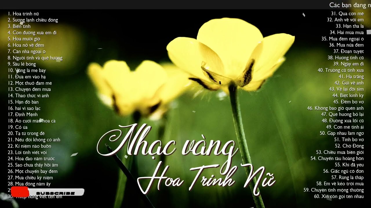 Hoa trinh nữ, sương lạnh chiều đông - 100 bài nhạc xưa nghe hoài không thấy chán
