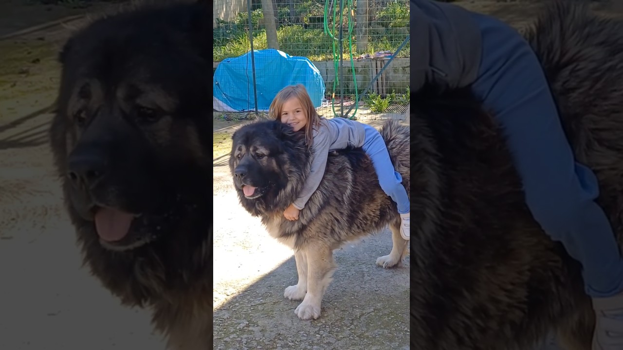 Caucasian Shepherd Size comparison with Saint Bernard🔥