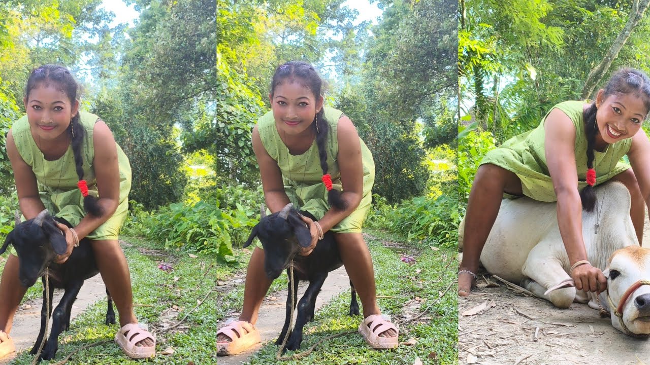 Goat Riding Lady | Goat Riding Full Weight|Cow Sitting ❤😍