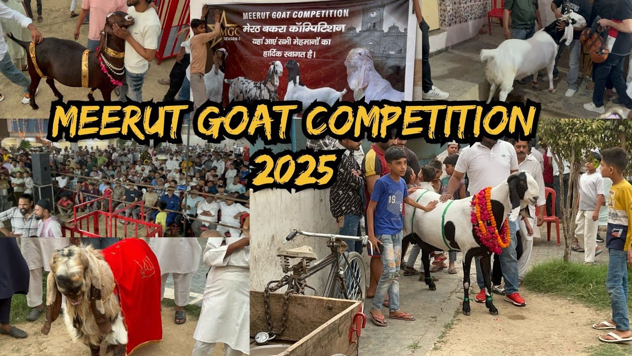 MEERUT GOAT COMPETITION. 16.5.2025❤️#viralvideo #goat #animals #goats #competition #eidmubarak