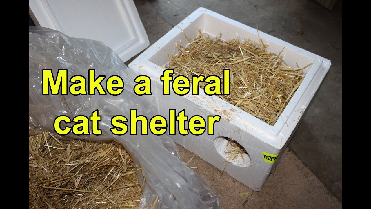 Make a feral cat shelter from a styrofoam cooler filled with straw (TNR; rescue)