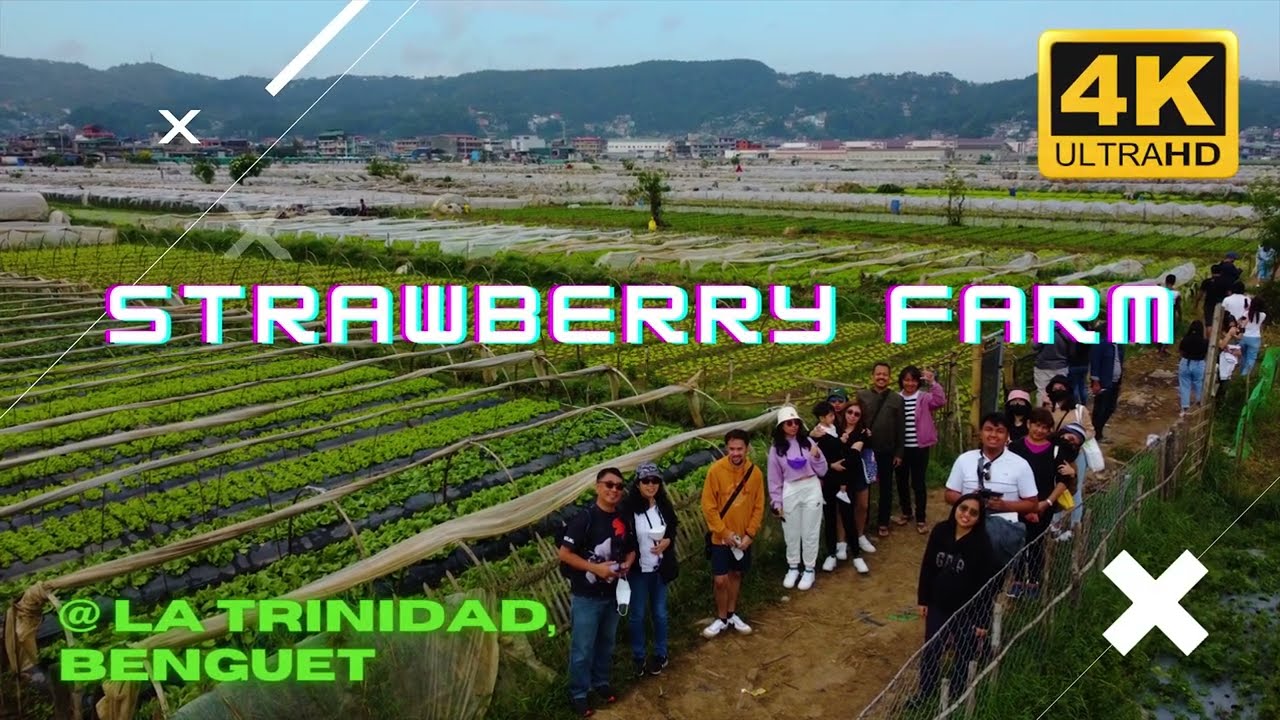 STRAWBERRY FARM | LA TRINIDAD, BENGUET | 4K - DJI MINI 2