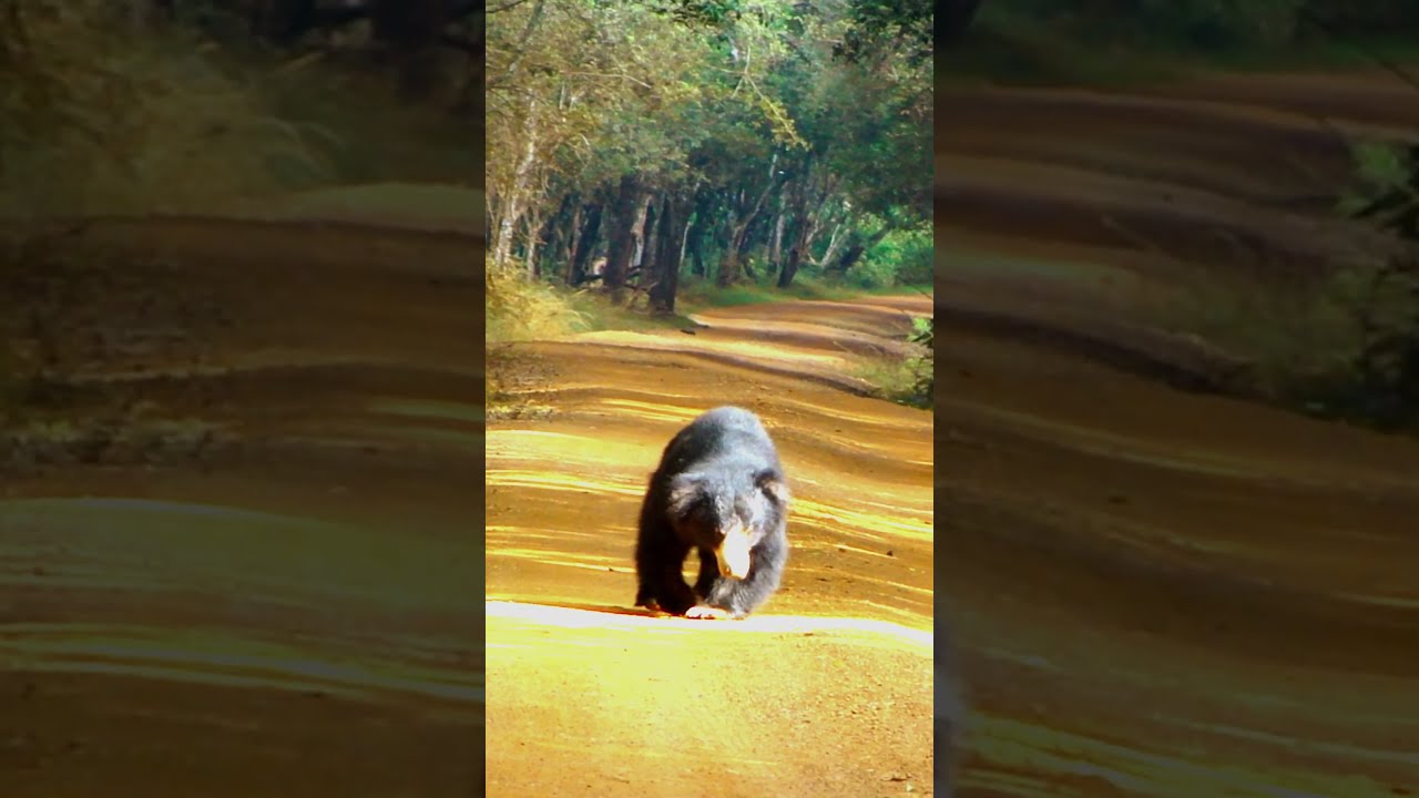 Exploring Wilpattu National Park: Sri Lankan Sloth Bear in Action #nature #wildsrilanka #wilpattu