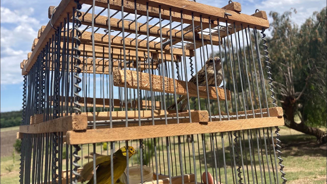 Dia de caza en el campo ‼️Trampeando gilgueros 🦜 no te lo pierdas‼️👋🏻 #cazare #pajaros #uruguay