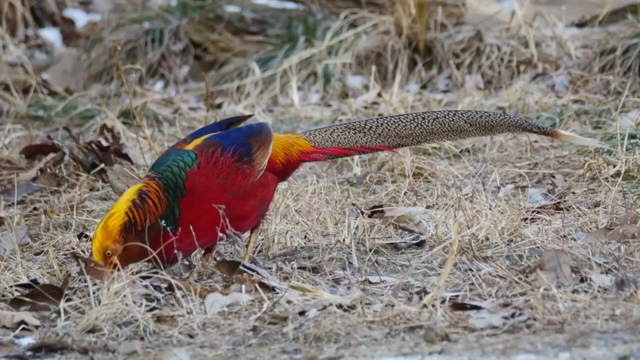 Golden Pheasante(Qızıl Qırqovul)
