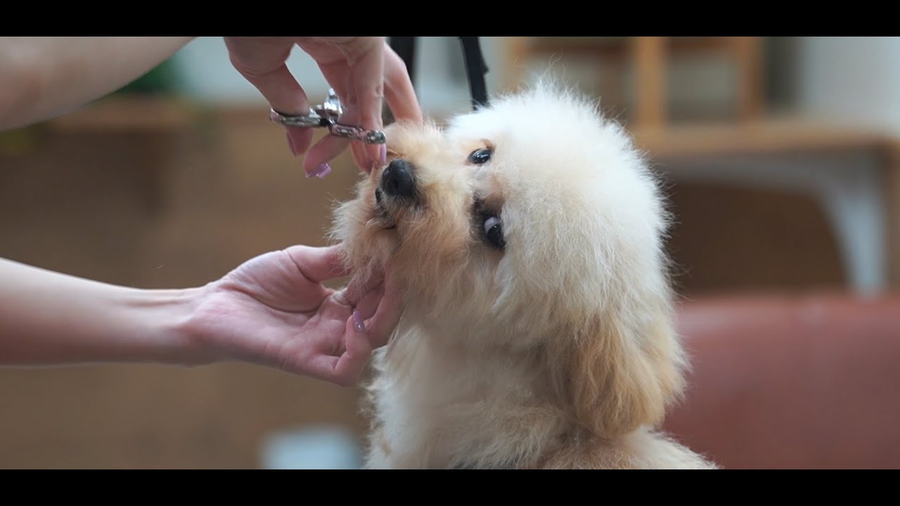 マルプー（ミックス犬）ファーストトリミング