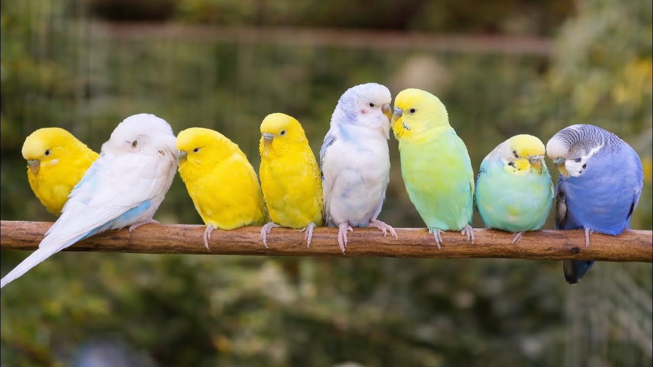 Happy Singing Budgies – Beautiful Parakeet Chirping Sounds HDR10