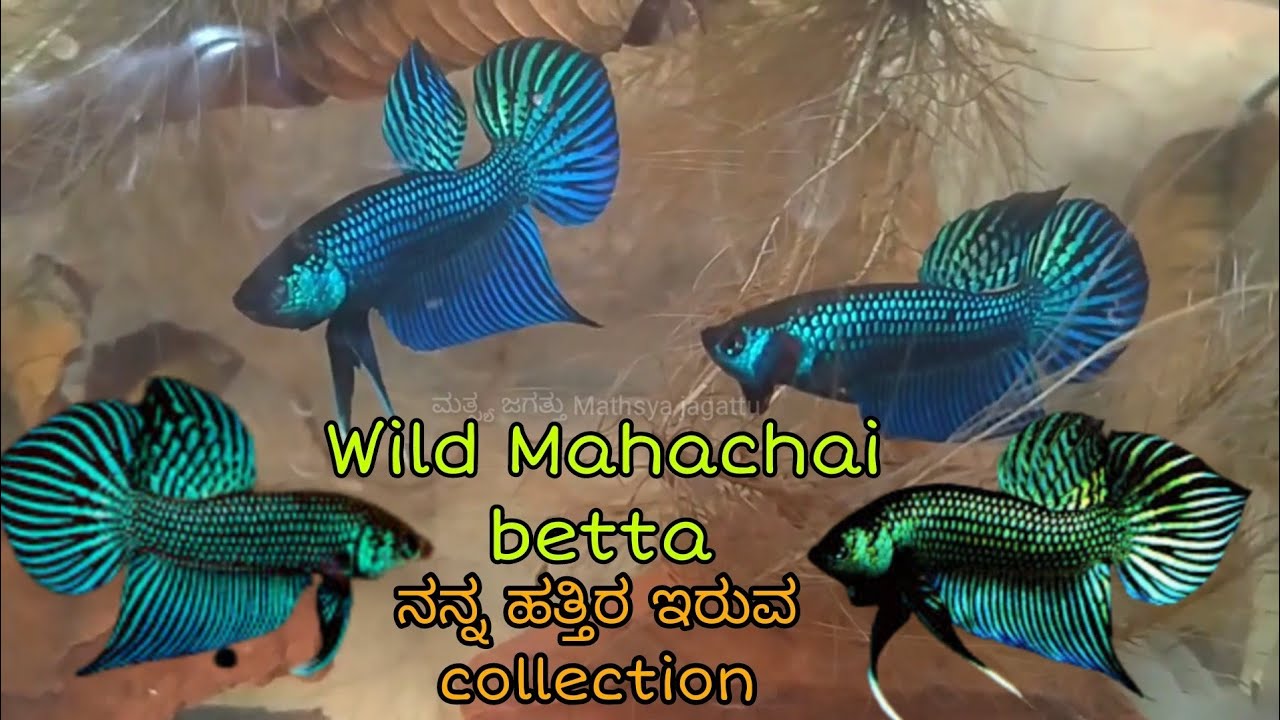 Wild Mahachai betta fish breeding| My Wild betta fish collection| Mathsyajagattu| Betta fish kannada