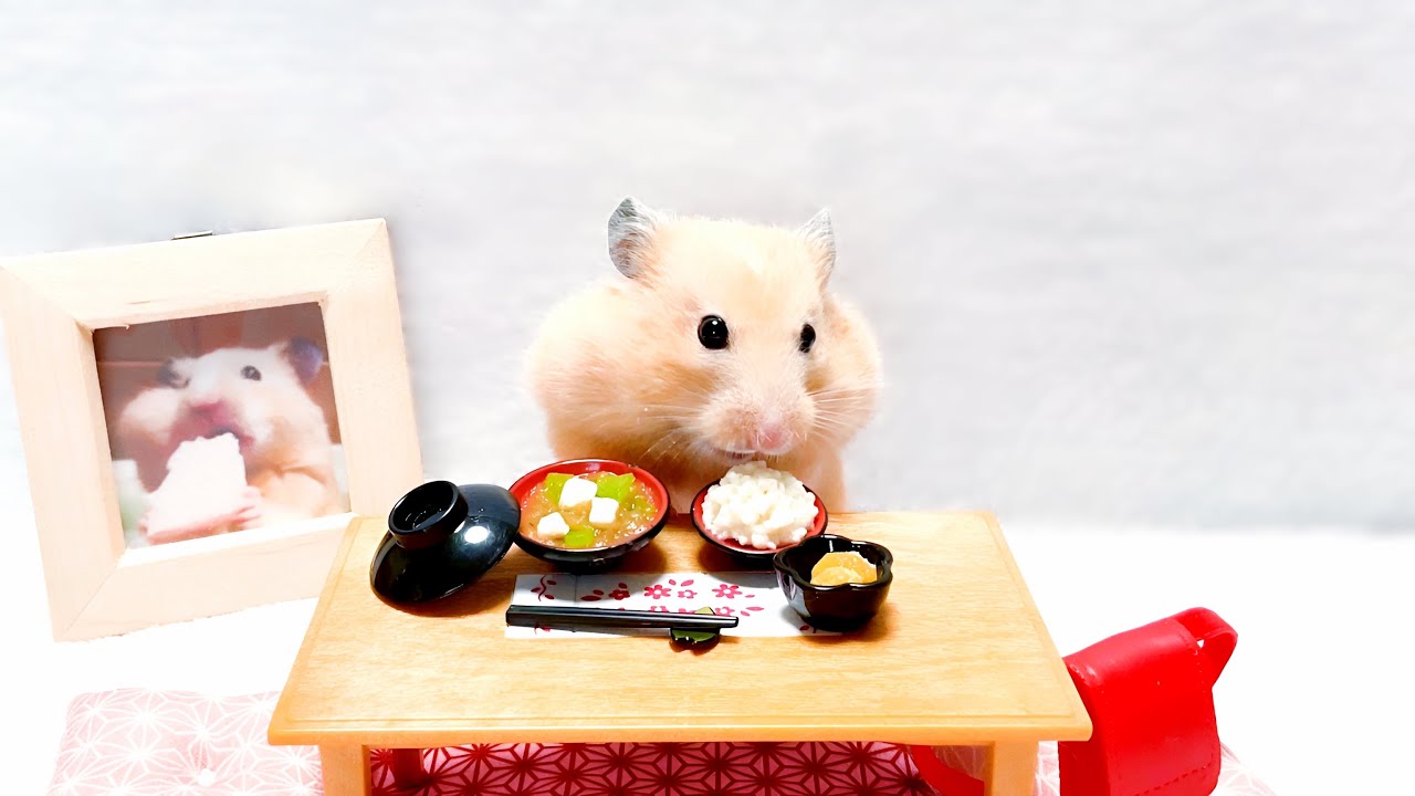 【ミニチュア】みそ汁ごはんを食べるハムスター🍚 #可愛いハムスター  #034