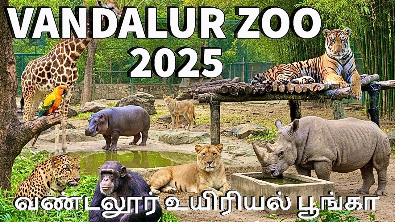 வண்டலூர் உயிரியல் பூங்கா 2025 VANDALUR ZOO CHENNAI ARIGNAR ANNA ZOOLOGICAL PARK #vlog #travel #zoo 
