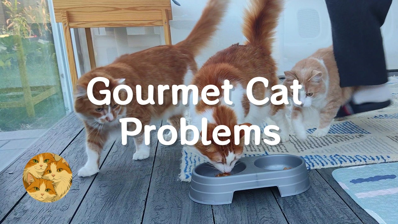 Gourmet Cat Problems 美食家主子不好伺候