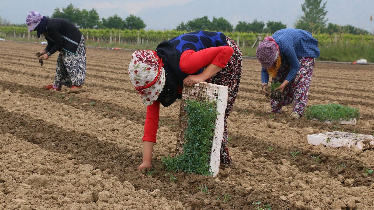 İzinle Manisa'ya gelen mevsimlik tarım işçileri, korona tedbirleriyle tarlada