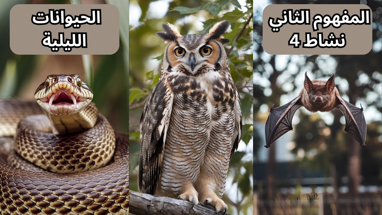 ازاي البومه و الخفاش بيصطادو بليل في الضلمه ؟؟ رابعه ابتدائي علوم
