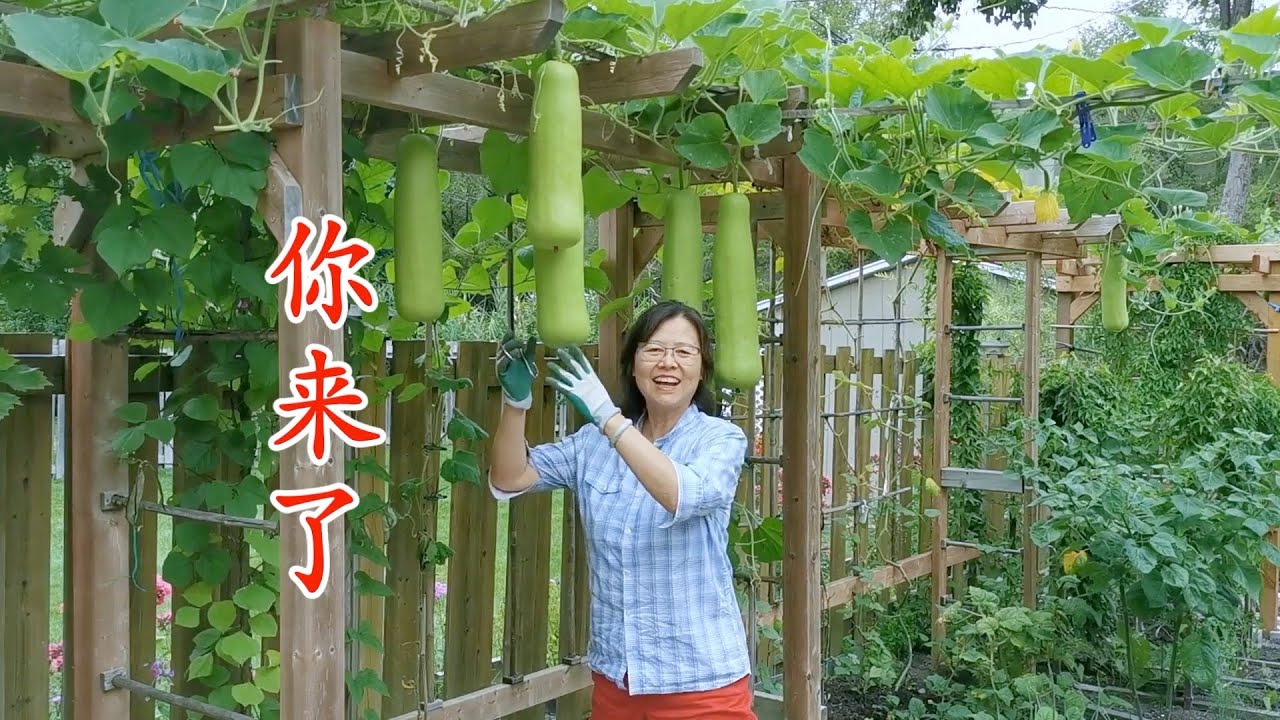 我家后院的小菜园等你来参观指导 My backyard vegetable garden
