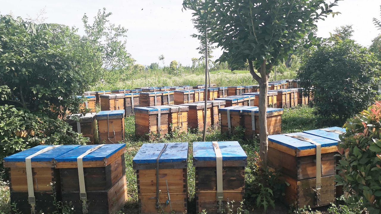 The Production Process of Sidr Honey