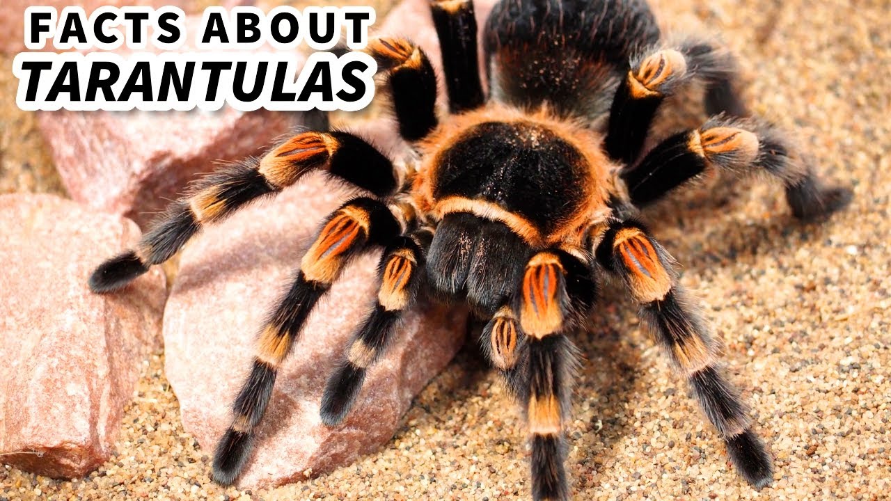 Факты о тарантуле: мохнатый паук 🕷️ Файлы с фактами о животных