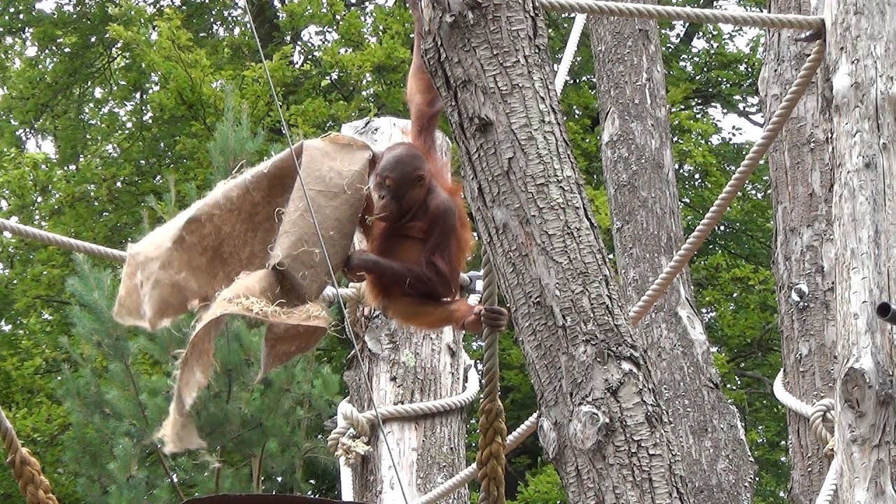 Orangutans play and hide under cloths