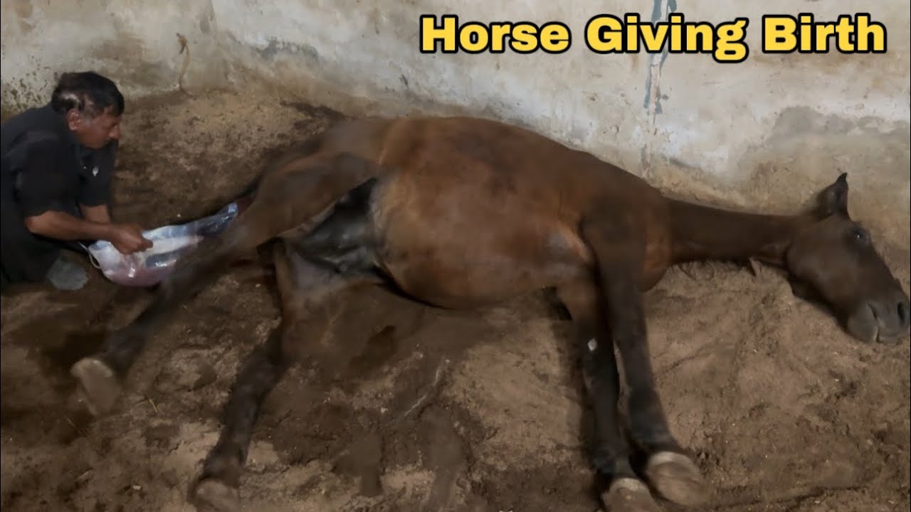 Desi Horse Giving Birth Twins? | The Whole Foaling Process With Every Sign & Stages