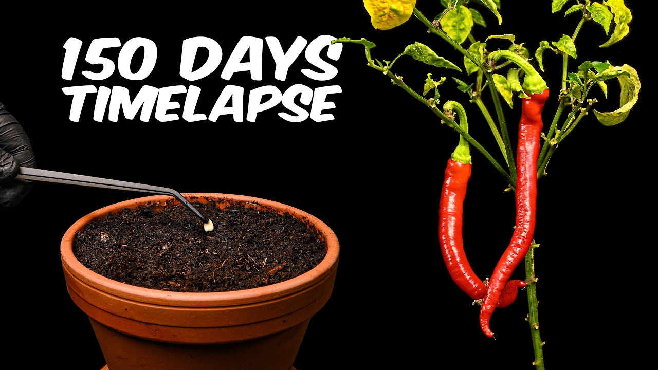 Paprika Peppers ( Cayenne ) - Timelapse from seed