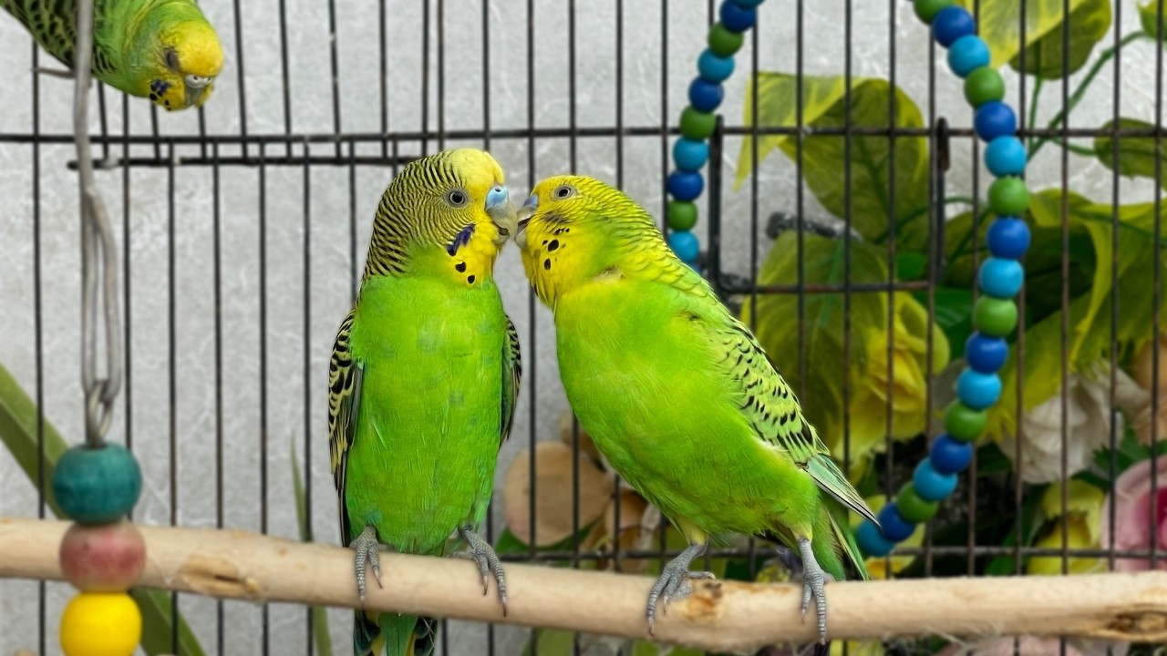 Budgie Sounds That Make Budgies Happy 🐦