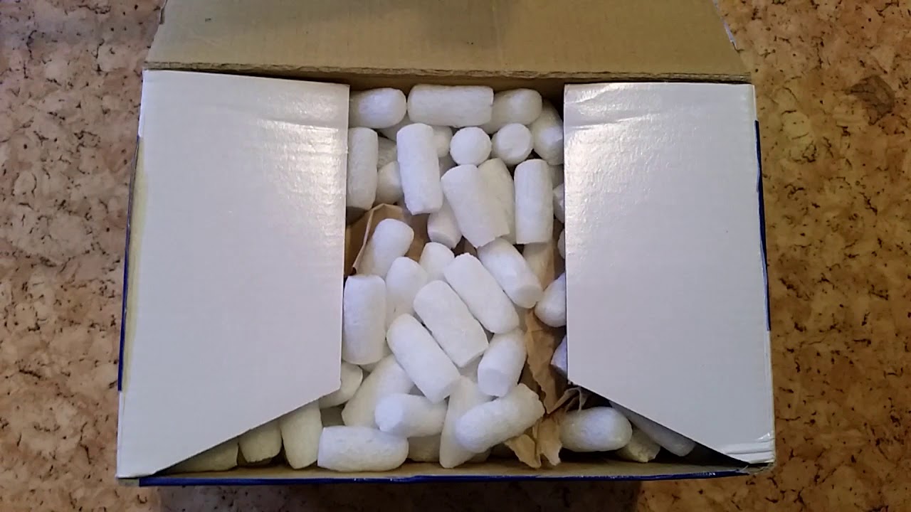 Annam stabschrecken unboxing
