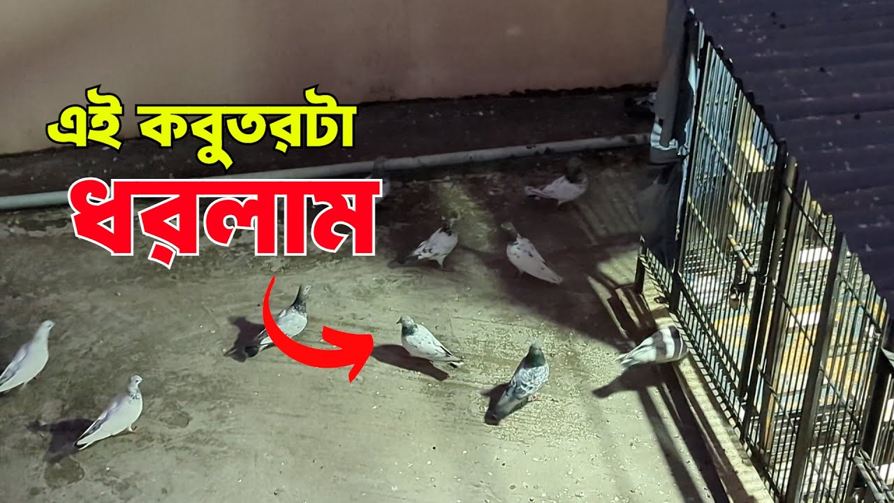 Khub Shundor Ekta Beguni Gola Madi Kobutor Dhorlam Ajke || Pigeon Catching Video || RS Pigeon Loft