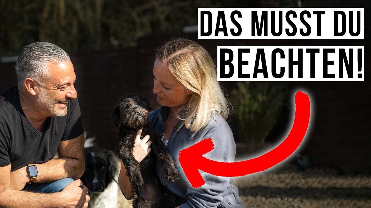 Neuer HUND zieht ein ❤️ Das solltest du beachten! 🥰 TIPPS, wenn der neue Hund einzieht