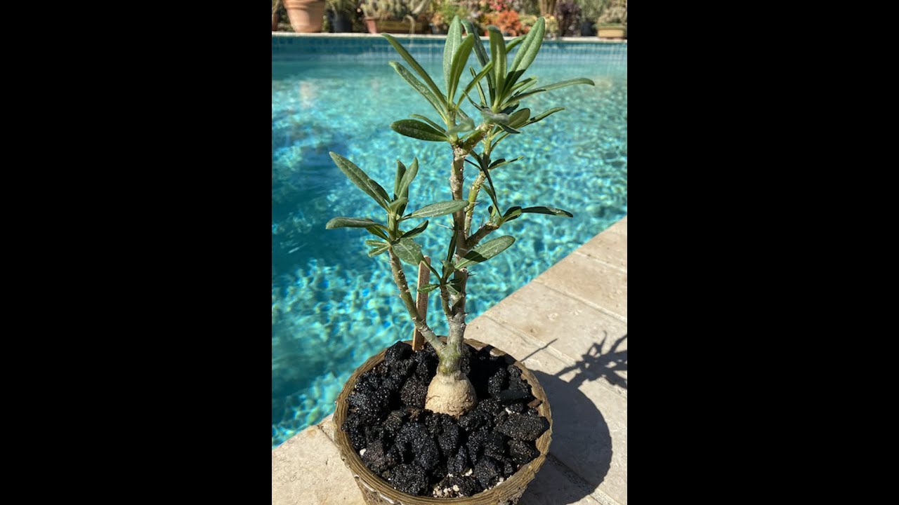 Rare Variety of Succulents! Pachypodium family - Episode 31