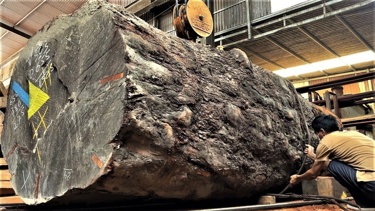Amazing Sawmill Wood Cutting - Super Big Shaggy  Oak Tree And The Value A Million Dollar Giant Saw