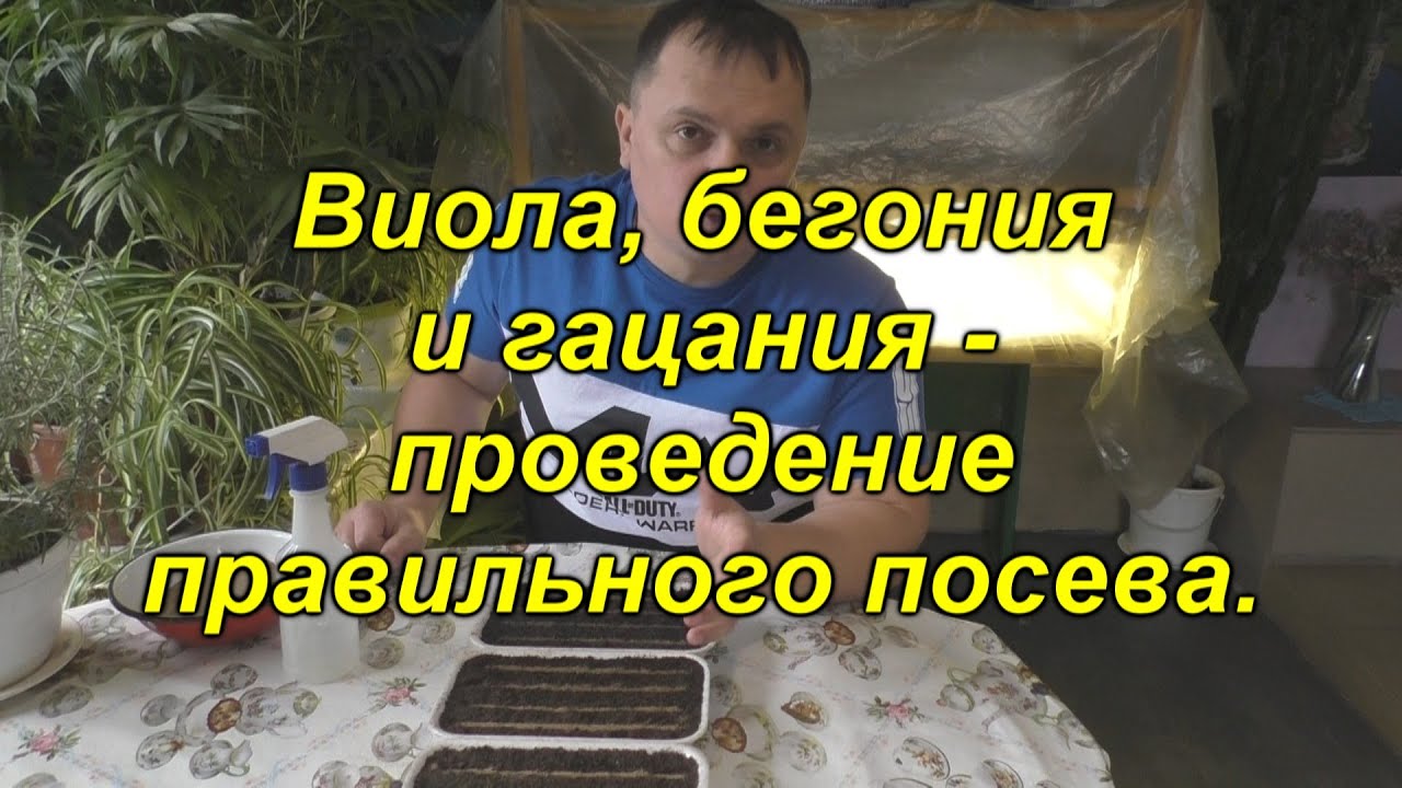 Правильный посев виолы, гацании и вечноцветущей бегонии.