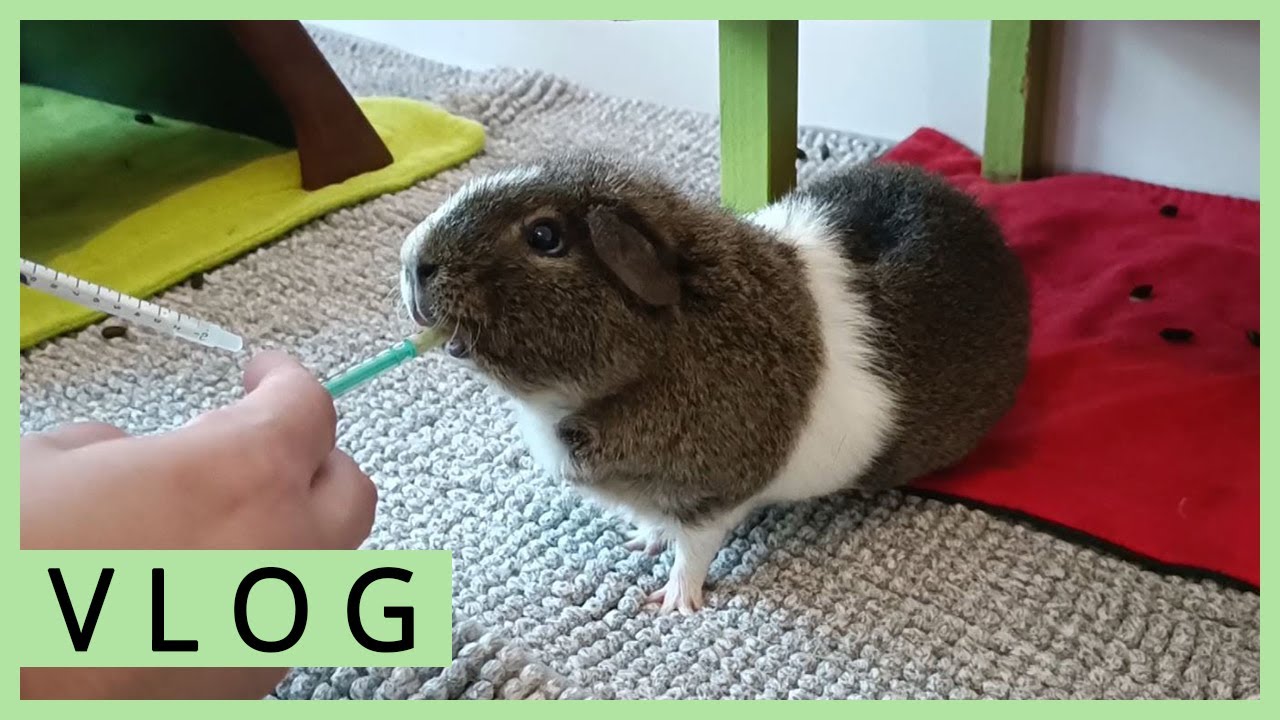 Abendroutine mit Meerschweinchen - Gehegereinigung, Medikamentengabe, Wäsche waschen, Gartenernte